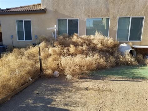 sea of tumbleweeds buries california town trapping residents in their homes cbc radio