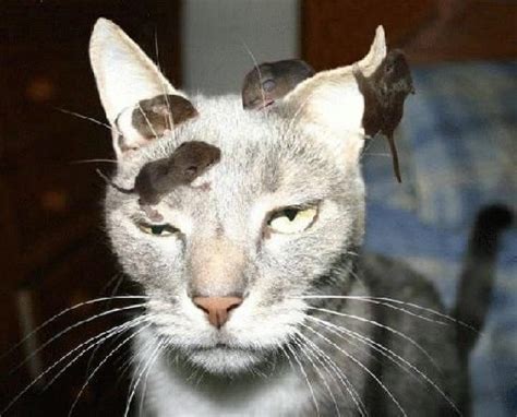 Humorous, Funny and Cute Animal Photos - 366 - from All-Creatures.org