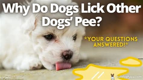 Why Do Dogs Lick Other Dogs Pee Answered Bulldogpapa