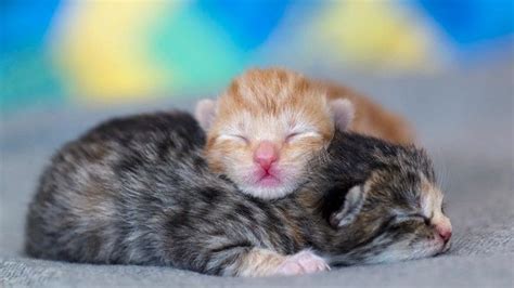 Newborn Kittens A Vets Guide To Care Petsradar