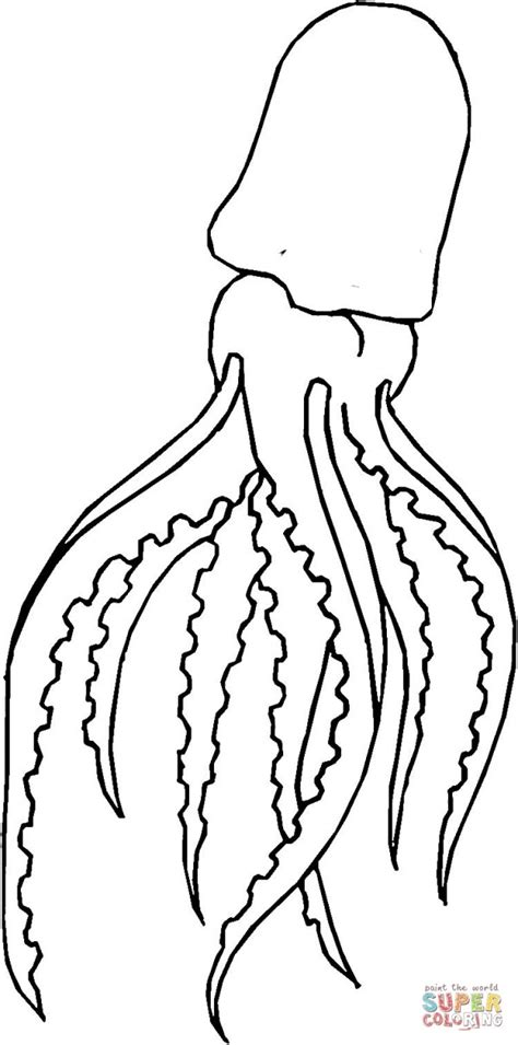 This is the currently selected item. Fotos de calamares para colorear | Colorear imágenes