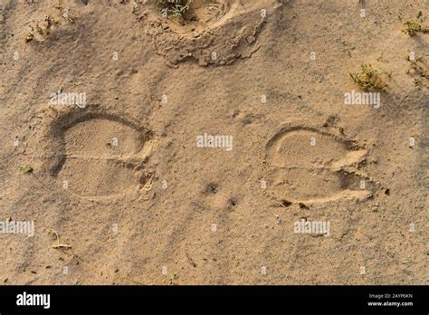 Bactrian Camel Tracks In The Sand At The Hongoryn Els Sand Dunes In The