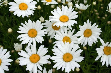 How To Plant And Grow Daisy Flowers Southern Living