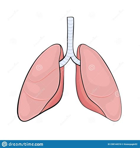 Human Lungs In Cartoon Style For Medical Design Stock Vector