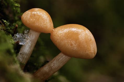 How To Photograph Fungi In 10 Easy Steps Ephotozine