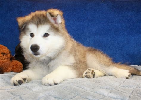 57 Droll Long Haired Alaskan Malamute Puppies For Sale Picture Hd Uk
