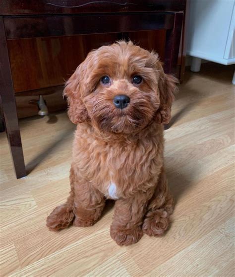 When you adopt one of my beautiful cavachon puppies, you are adopting from a cavachon breeder who looks forward to a relationship with you for many years to come. Cavapoo puppies for sale near me - Remi - PETS FOR SALE