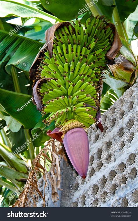 A Banana Plant Hanging Over The Fence Stock Photo 17963932 Shutterstock