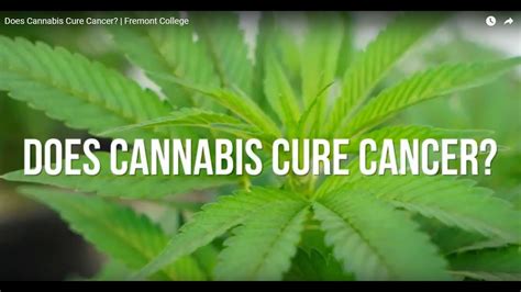 Does Cannabis Cure Cancer Fremont College Youtube