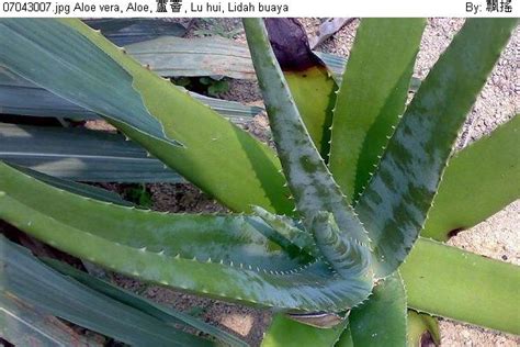 Tak banyak yang tahu, tanaman lidah buaya ternyata terbagi menjadi berbagai jenis, lo. Aloe vera, Aloe, 蘆薈, Lu hui, Lidah buaya, Malaysia flora ...