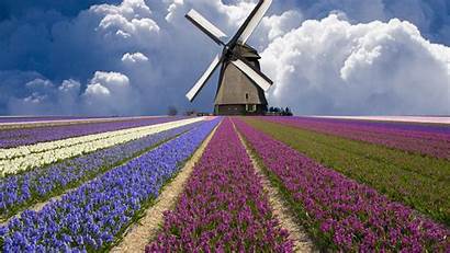 Windmill Wallpapers Dutch Holland Field Flower Wallpaperplay