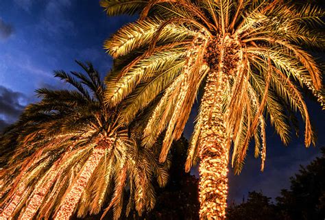 Palm Tree Lights Stock Photos Pictures And Royalty Free Images Istock