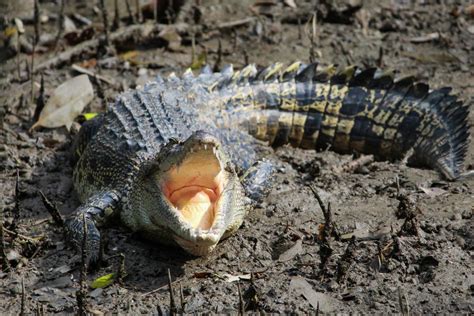 Saltwater Crocodile Sungei Buloh Wetland Reserve Zoochat