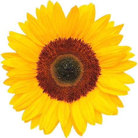 Sunflower Petal Extract Lush Fresh Handmade Cosmetics Uk
