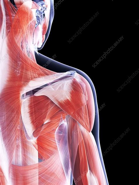 Female Muscular System Artwork Stock Image F0095425 Science