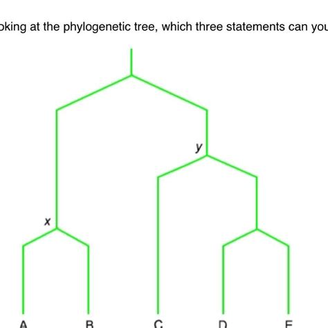 phylogenetic tree   statements