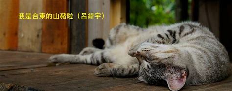 Maybe you would like to learn more about one of these? 台東山豬