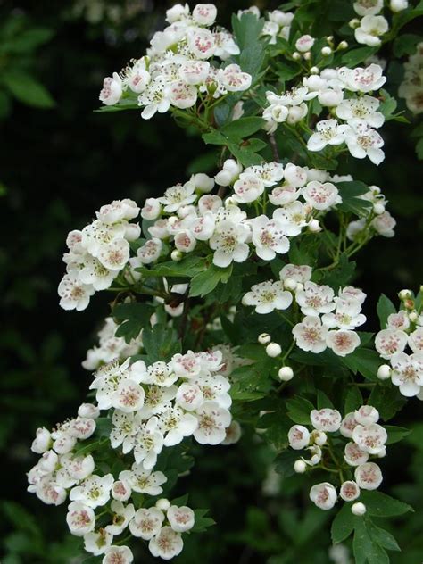 Bulbs, wildflowers, flowering shrubs, and short colorful flowers bloom in late april. Beautiful maytrees in bloom, countless trees cover the ...