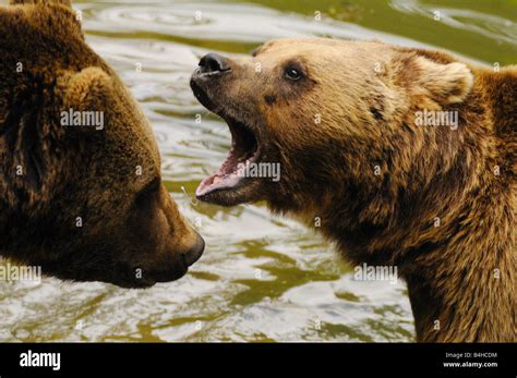 Close Up Of Grizzly Bear Ursus Arctos Horribilis Roaring Stock Photo
