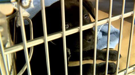 Pet Owners Surrender More Than 600 Animals At Greenville County Shelter