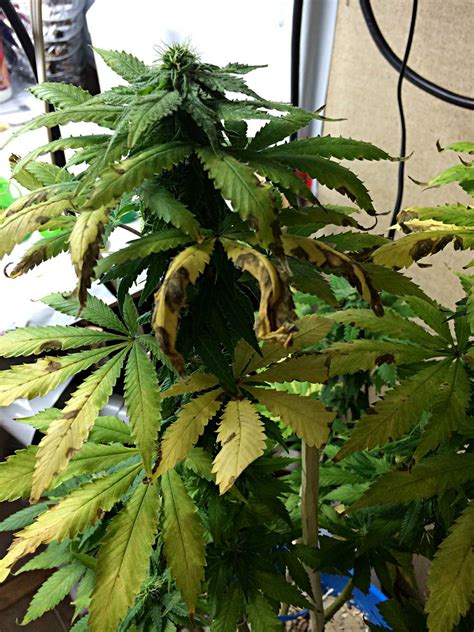 The juvenile (larval) fungus gnats live in the root zone. How to Get Rid of Fungus Gnats for Good! | Grow Weed Easy