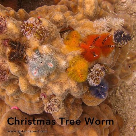 Discover The Fascinating Christmas Tree Worm At The Great Barrier Reef