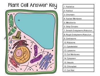 Maybe you would like to learn more about one of these? animal: Animal Cell And Plant Cell Diagram Easy
