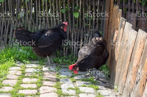 Black Chickens On A Street In The Countryside Against The Background Of