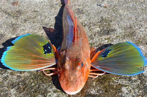 We did not find results for: The Barbara Dawn Gurnard Challenge | Waikato Sport Fishing ...