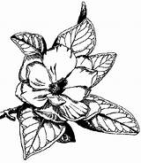 Magnolia Coloriage Colorat Magnolii P06 Planse Gopher Name Sm5sxl Printeaza sketch template