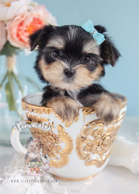 Maltipoo puppies puppies for sale in grand island, fl. Designer Breed Puppies For Sale South Florida | Teacups ...