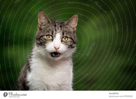 Portrait Of A White Tabby Cat In Nature Meowing A Royalty Free Stock