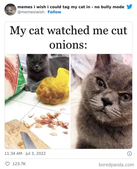 Best Cat Memes 2022