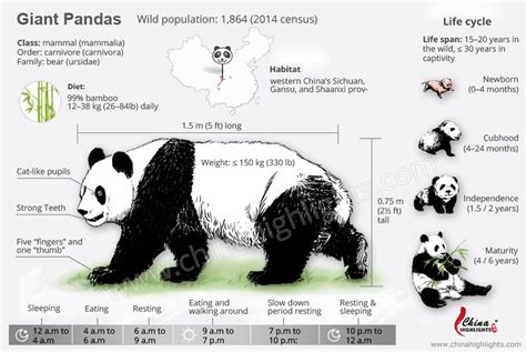 Giant Pandas — All The Things You Want To Know Giant Panda Panda