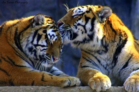 Tiger Kiss Tigers Are Sweet Animals Too Ian Cuison Flickr