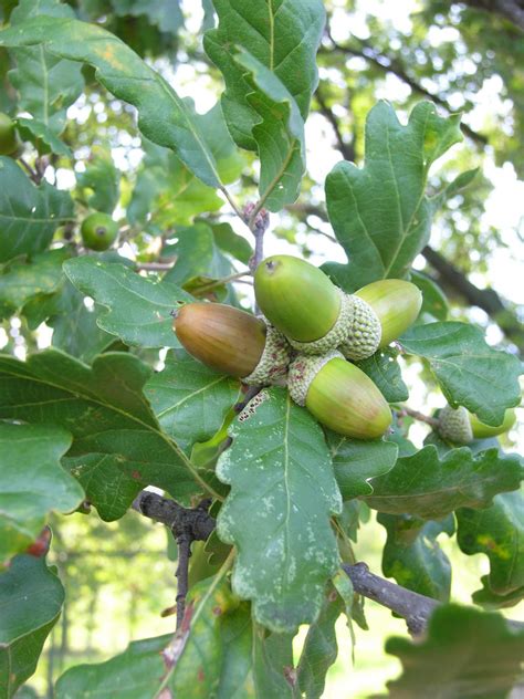 La differenza tra azienda e impresa. Genere Quercus (foto e iconografie) , Forum Natura ...