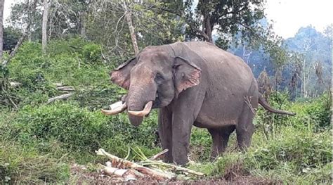 Gambar Hewan Gajah Sumatera Gambar Hewan