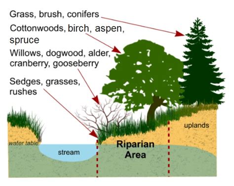 Riparian Zone Information — Tanana Valley Watershed Association