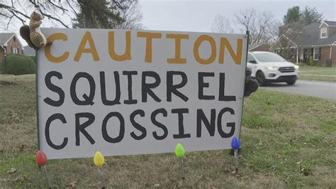 Squirrel Crossing Signs Serve Double Duty In St Matthews Youtube