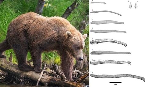 Penis Bones Of Ancient Bears Suggest They Had Long Lasting Sex Sessions