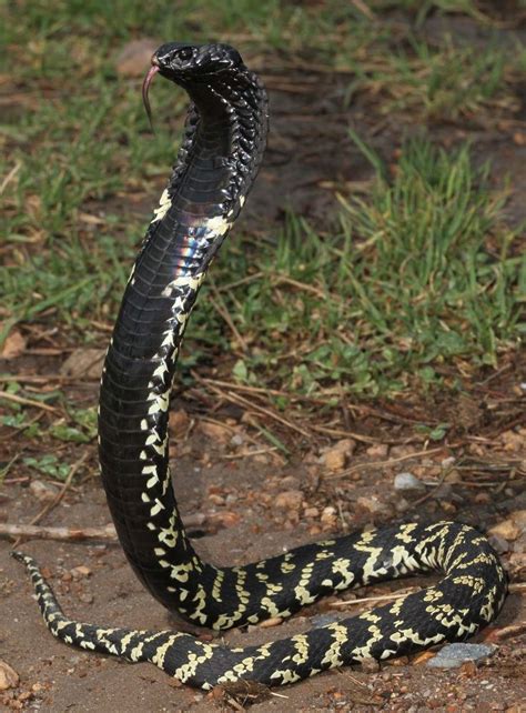 Ringhals or ringhalses  Beautiful snakes, Reptile snakes ...