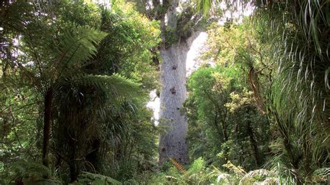 Tāne Mahuta Walk Waipoua Kauri Forest Northland New Zealand Heroes