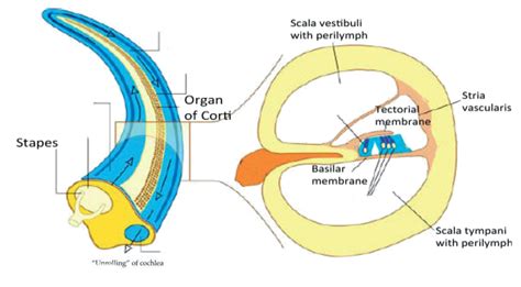 Cochlear Duct And Basilar Membrane Diagram Quizlet