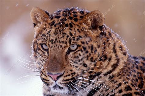 Amur Leopard Stock Image C0143140 Science Photo Library