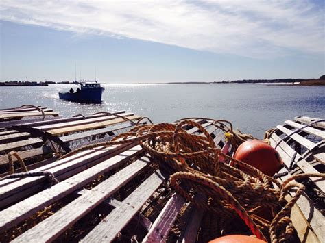 Lobster Season In Southwestern Nova Scotia May Be Best In Decade Cbc News
