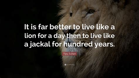 Lion Quotes Wallpapers Wallpaper Cave