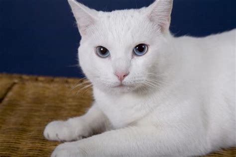 White cat with one blue eye deaf. Deafness in Cats, Deaf Cat Behavior, Sudden, How to ...