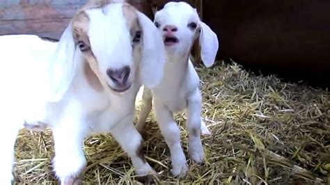 Cute Baby Goats Youtube