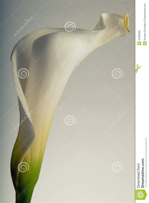 Soft Curves Of A Calla Lilly Stock Image Image Of Macro Fragile