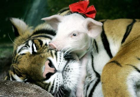 Unlikely Animal Friendships Business Insider